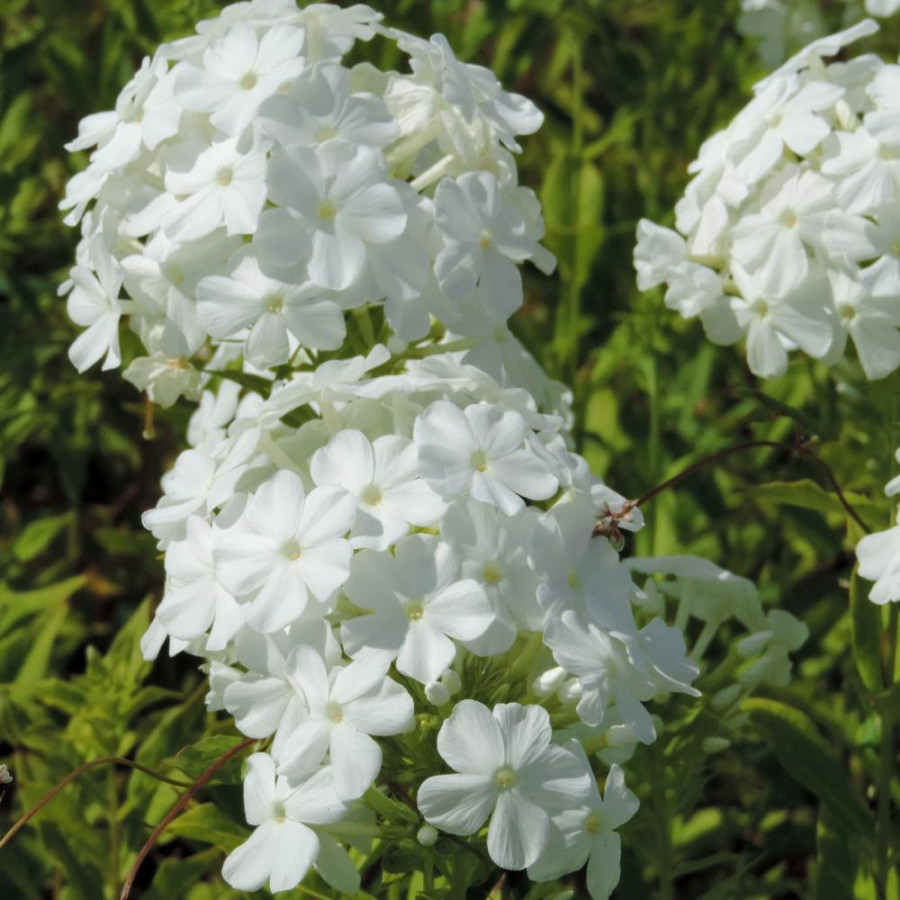 Plantes Vivaces PHLOX 'Fujiyama' (Paniculata Group) - Phlox en vente - Phlox haut des jardins en vente - Pépinière Lepage .