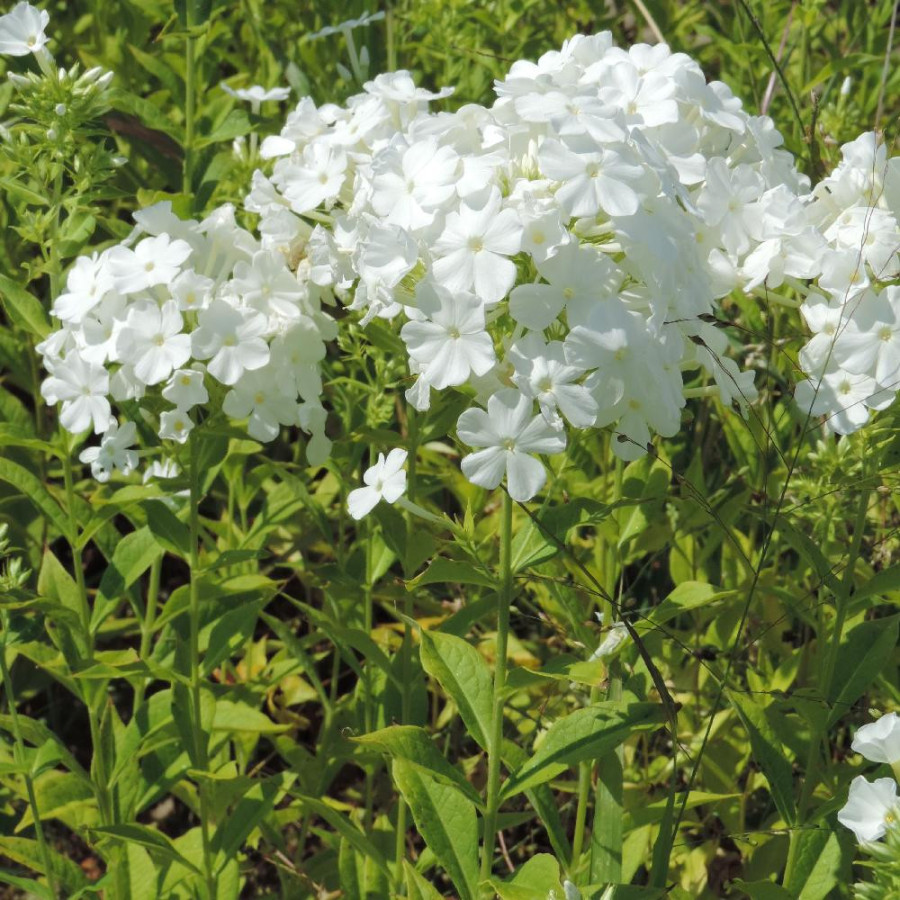 Plantes Vivaces PHLOX 'Fujiyama' (Paniculata Group) - Phlox en vente - Phlox haut des jardins en vente - Pépinière Lepage .