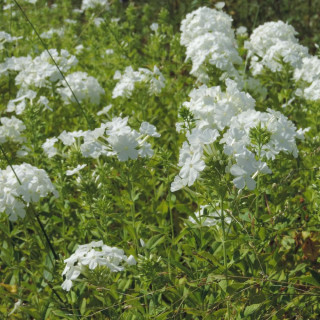 Plantes Vivaces PHLOX 'Fujiyama' (Paniculata Group) - Phlox en vente - Phlox haut des jardins en vente - Pépinière Lepage .