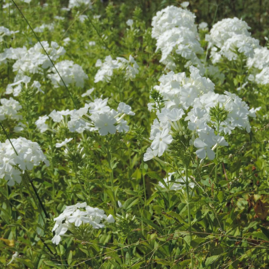 Plantes Vivaces PHLOX 'Fujiyama' (Paniculata Group) - Phlox en vente - Phlox haut des jardins en vente - Pépinière Lepage .