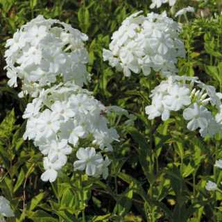 Plantes Vivaces PHLOX 'Fujiyama' (Paniculata Group) - Phlox en vente - Phlox haut des jardins en vente - Pépinière Lepage .