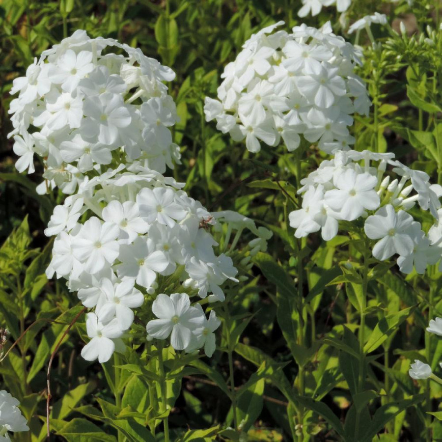 Plantes Vivaces PHLOX 'Fujiyama' (Paniculata Group) - Phlox en vente - Phlox haut des jardins en vente - Pépinière Lepage .