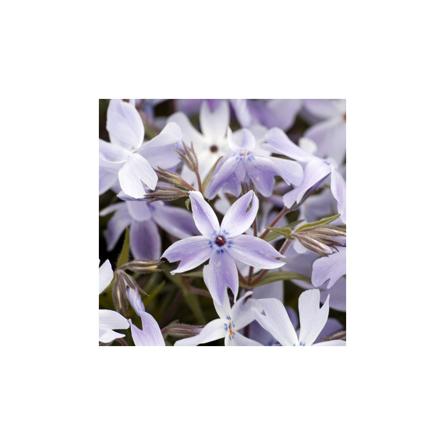 Plantes Vivaces PHLOX 'G.F.Wilson' (Subulata Group) - Phlox en vente - Pépinière Lepage .