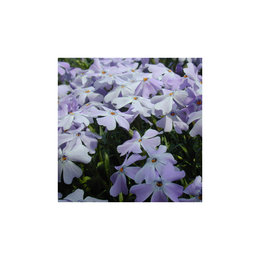 Plantes Vivaces PHLOX 'G.F.Wilson' (Subulata Group) - Phlox en vente - Pépinière Lepage .