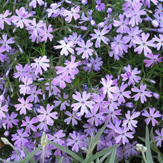 Plantes Vivaces PHLOX 'G.F.Wilson' (Subulata Group) - Phlox en vente - Pépinière Lepage .