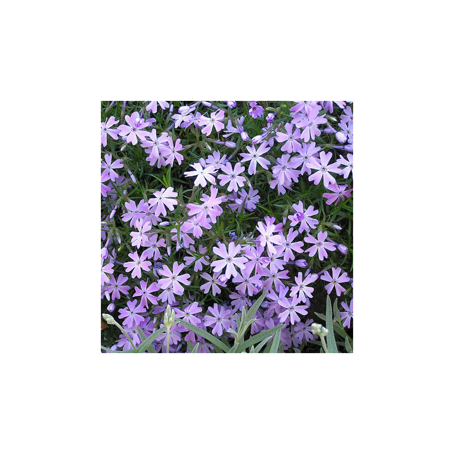 Plantes Vivaces PHLOX 'G.F.Wilson' (Subulata Group) - Phlox en vente - Pépinière Lepage .