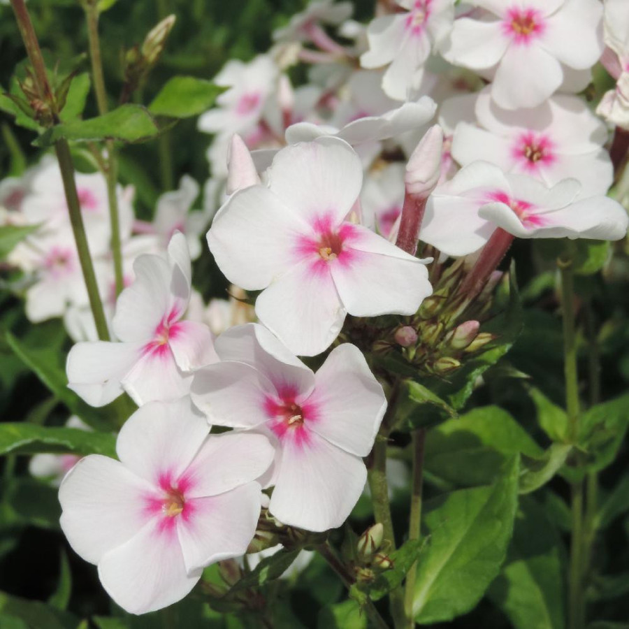 Plantes Vivaces PHLOX 'Graf Zeppelin' (Paniculata Group) - Phlox en vente - Phlox haut des jardins en vente - Pépinière Lepage .