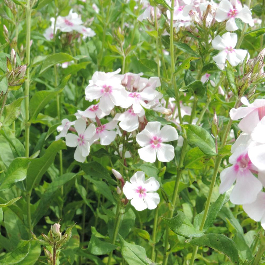 Plantes Vivaces PHLOX 'Graf Zeppelin' (Paniculata Group) - Phlox en vente - Phlox haut des jardins en vente - Pépinière Lepage .