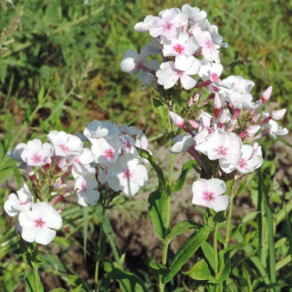 Plantes Vivaces PHLOX 'Graf Zeppelin' (Paniculata Group) - Phlox en vente - Phlox haut des jardins en vente - Pépinière Lepage .