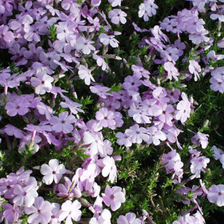plantes-vivaces-phlox-lilac-cloud-douglasii-group-phlox-en-vente-pepiniere-lepage-