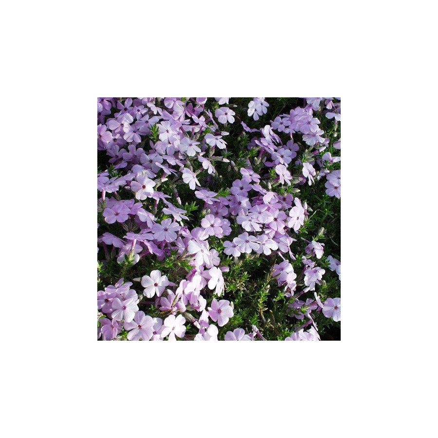 Plantes Vivaces PHLOX 'Lilac Cloud' (Douglasii Group) - Phlox en vente - Pépinière Lepage .