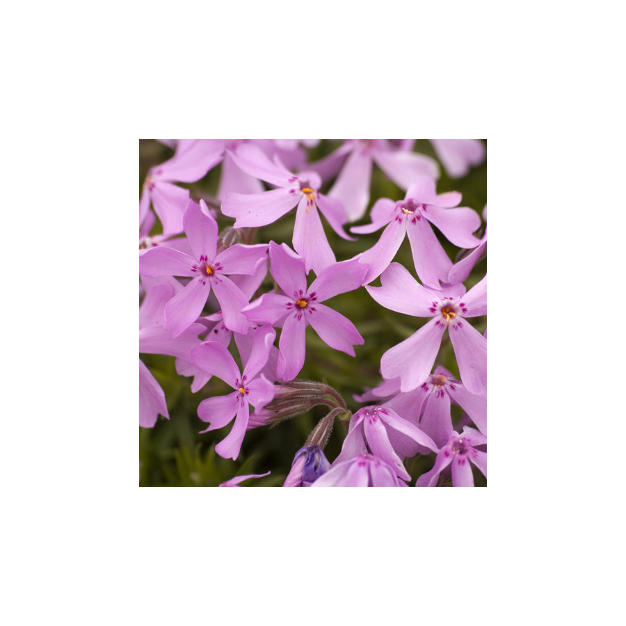 Plantes Vivaces PHLOX 'Moerheimii' (Subulata Group) - Phlox en vente - Phlox mousse en vente - Pépinière Lepage .