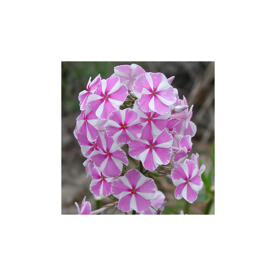 Plantes Vivaces PHLOX 'Natasha' (Maculata Group) - Phlox en vente - Pépinière Lepage .