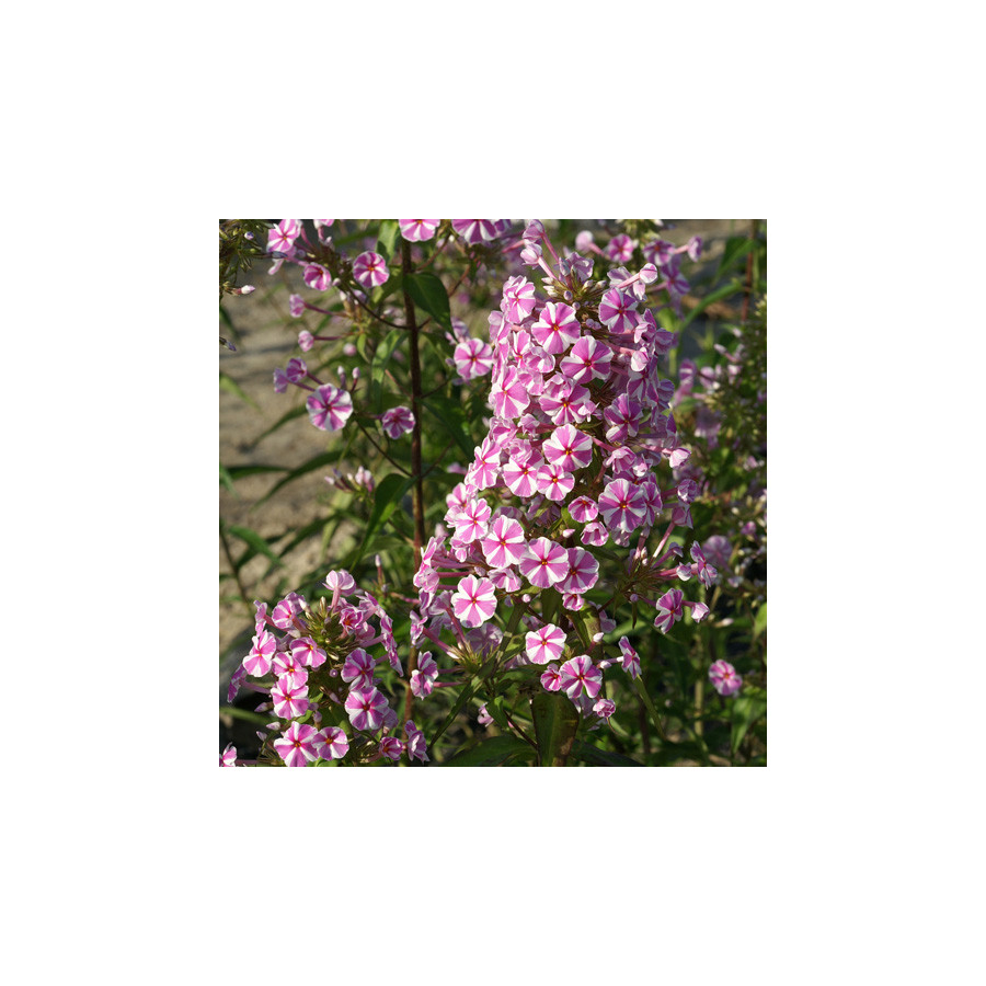 Plantes Vivaces PHLOX 'Natasha' (Maculata Group) - Phlox en vente - Pépinière Lepage .
