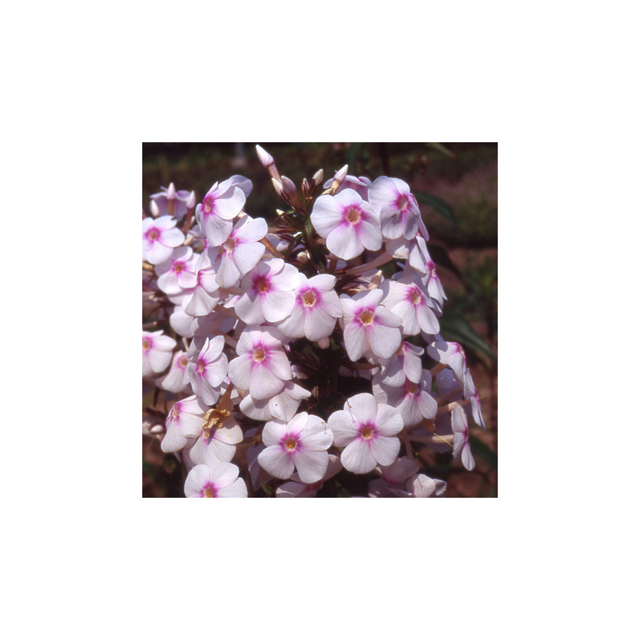 Plantes Vivaces PHLOX 'Omega' (Maculata Group) - Phlox en vente - Pépinière Lepage .