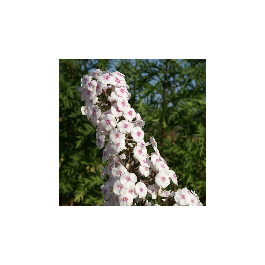 Plantes Vivaces PHLOX 'Omega' (Maculata Group) - Phlox en vente - Pépinière Lepage .