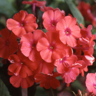 plantes-vivaces-phlox-orange-perfection-paniculata-group-phlox-en-vente-phlox-haut-des-jardins-en-vente-pepiniere-lepage-