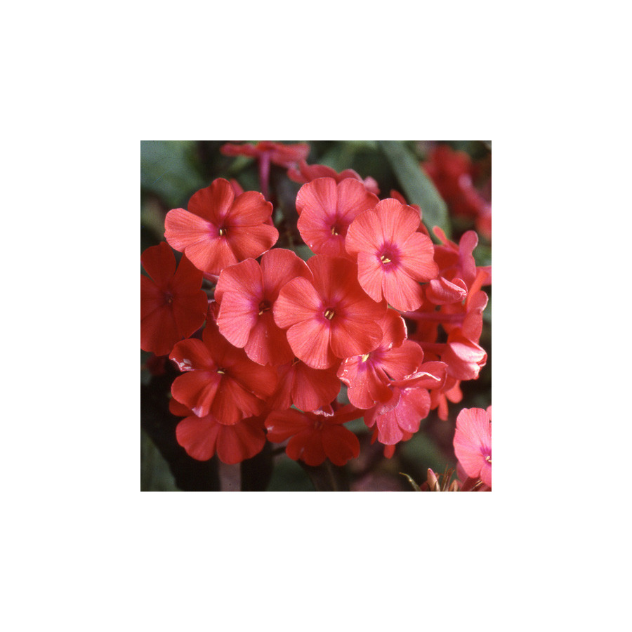 Plantes Vivaces PHLOX 'Orange Perfection' (Paniculata Group) - Phlox en vente - Phlox haut des jardins en vente - Pépinière Lepa