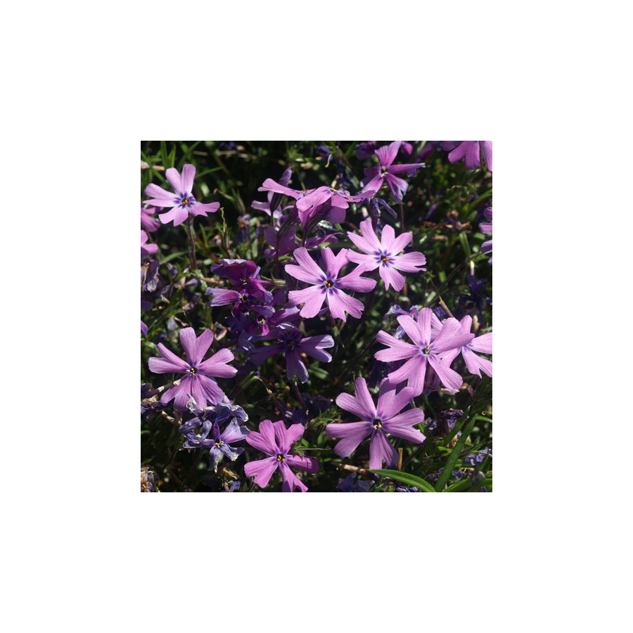 plantes-vivaces-phlox-purple-beauty-subulata-group-phlox-en-vente-phlox-mousse-en-vente-pepiniere-lepage-