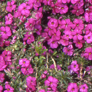plantes-vivaces-phlox-red-admiral-douglasii-group-phlox-en-vente-pepiniere-lepage-