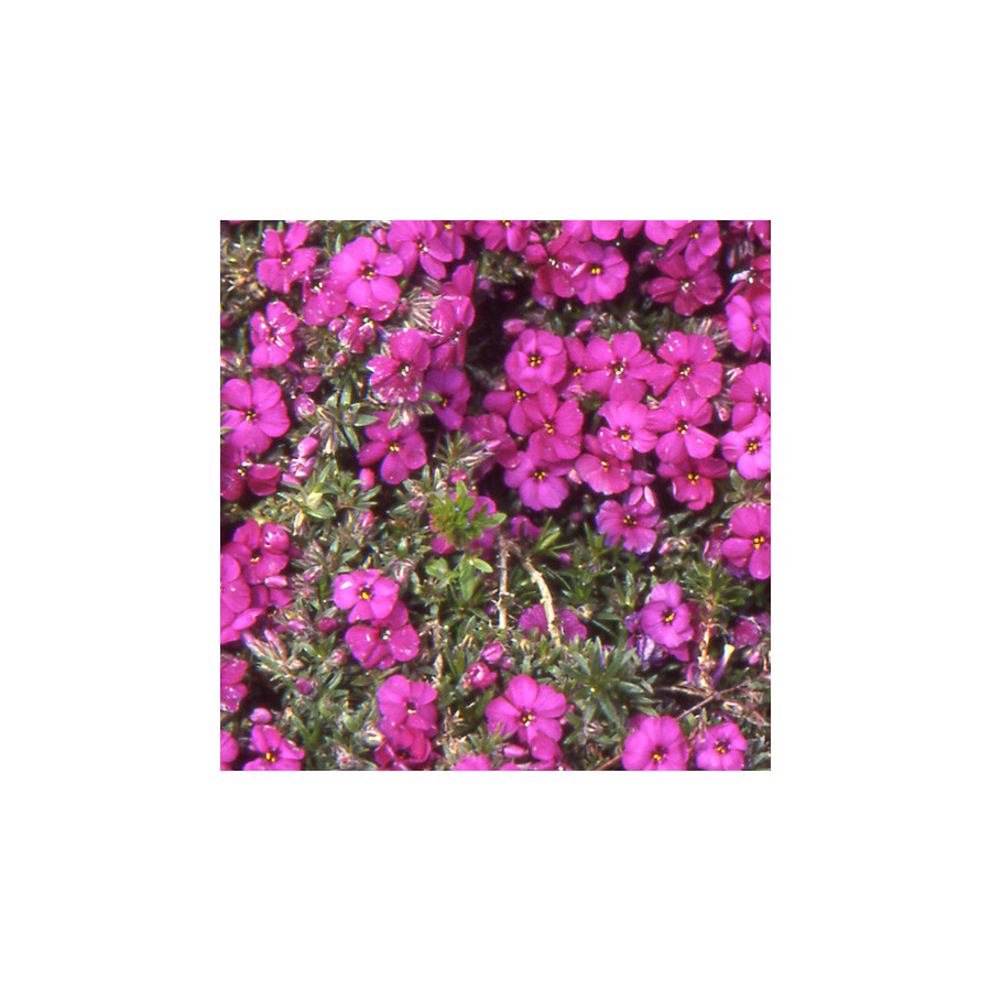 Plantes Vivaces PHLOX 'Red Admiral' (Douglasii Group) - Phlox en vente - Pépinière Lepage .