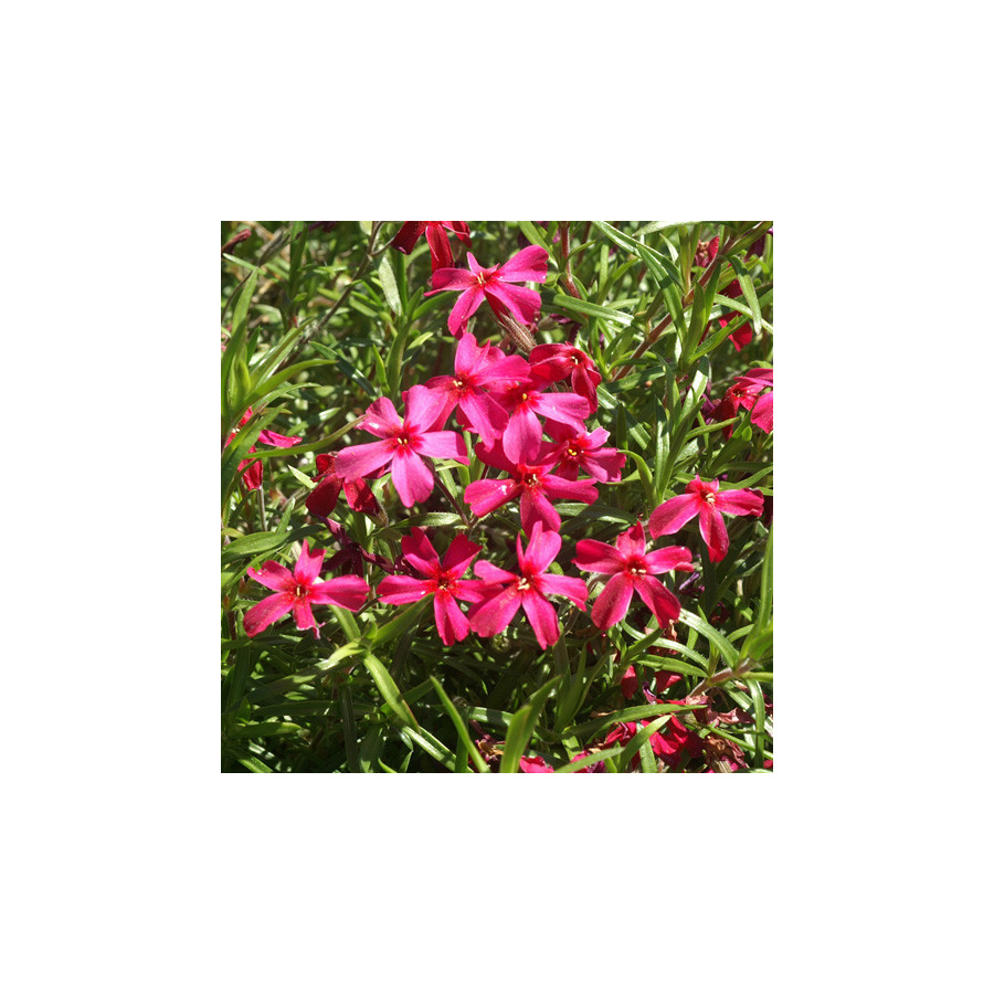 Plantes Vivaces PHLOX 'Scarlet Flame' (Subulata Group) - Phlox en vente - Phlox mousse en vente - Pépinière Lepage .