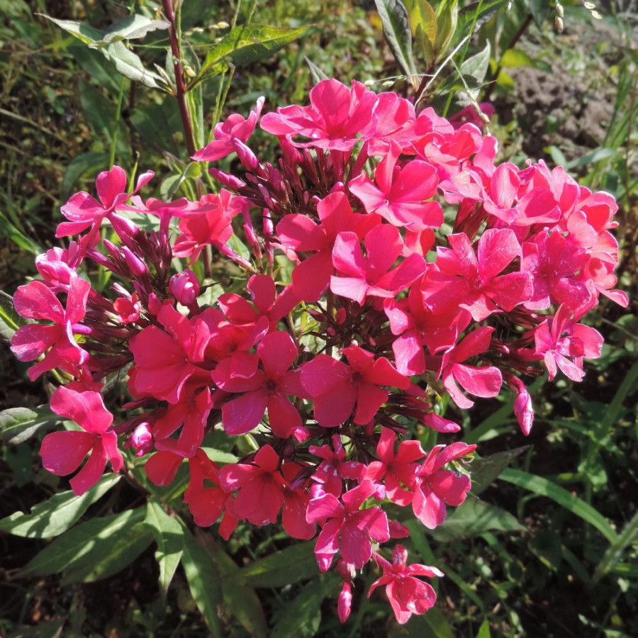 Plantes Vivaces PHLOX 'Starfire' (Paniculata Group) - Phlox en vente - Phlox haut des jardins en vente - Pépinière Lepage .