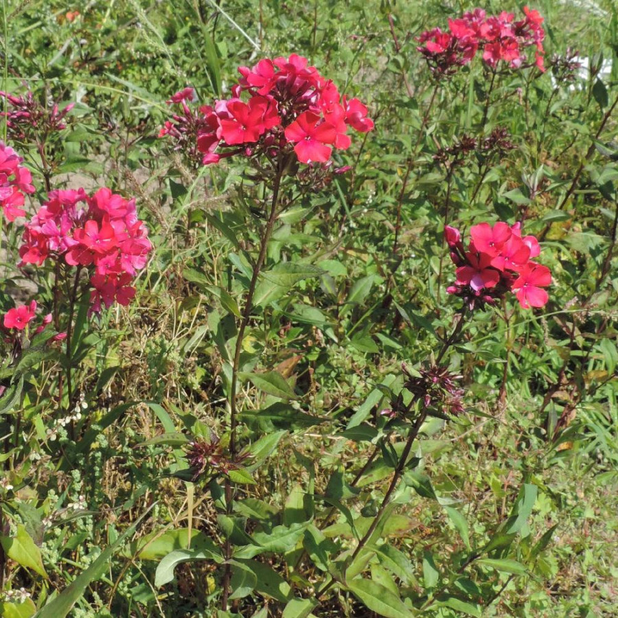 Plantes Vivaces PHLOX 'Starfire' (Paniculata Group) - Phlox en vente - Phlox haut des jardins en vente - Pépinière Lepage .