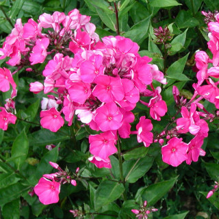 plantes-vivaces-phlox-tenor-paniculata-group-phlox-en-vente-phlox-haut-des-jardins-en-vente-pepiniere-lepage-