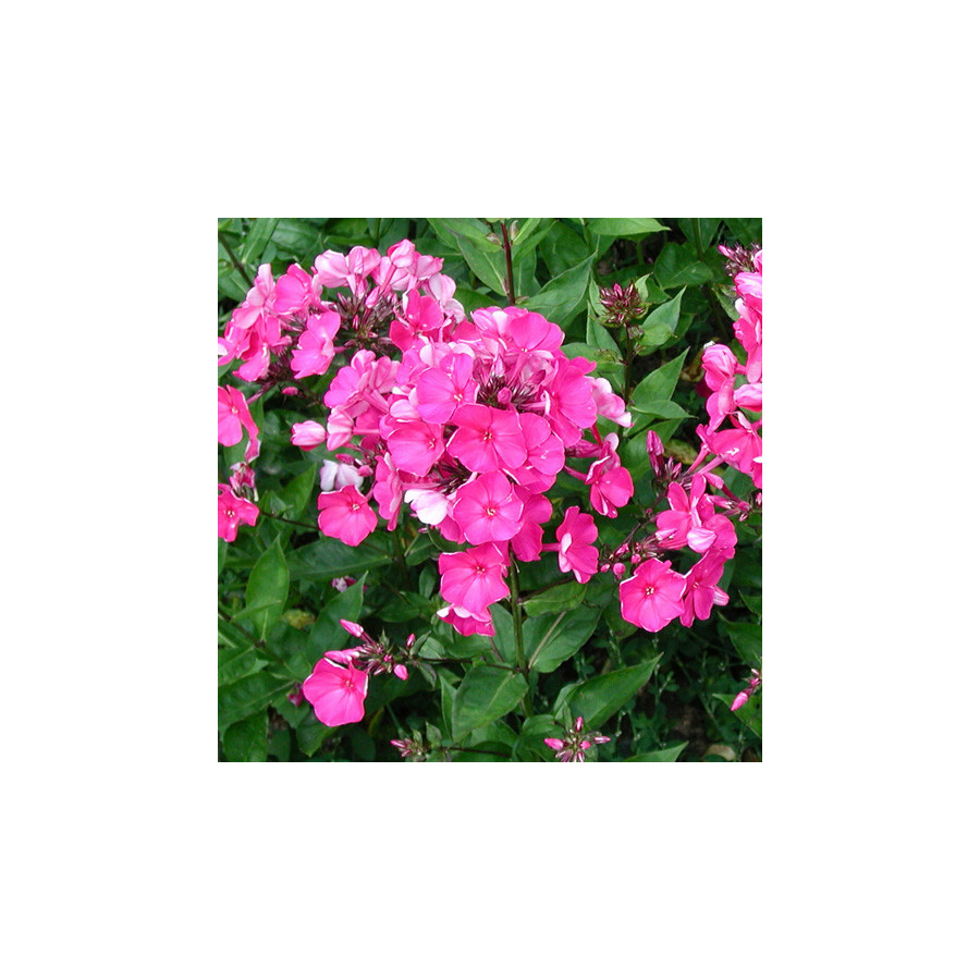 plantes-vivaces-phlox-tenor-paniculata-group-phlox-en-vente-phlox-haut-des-jardins-en-vente-pepiniere-lepage-
