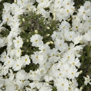 plantes-vivaces-phlox-white-admiral-douglasii-group-phlox-en-vente-pepiniere-lepage-