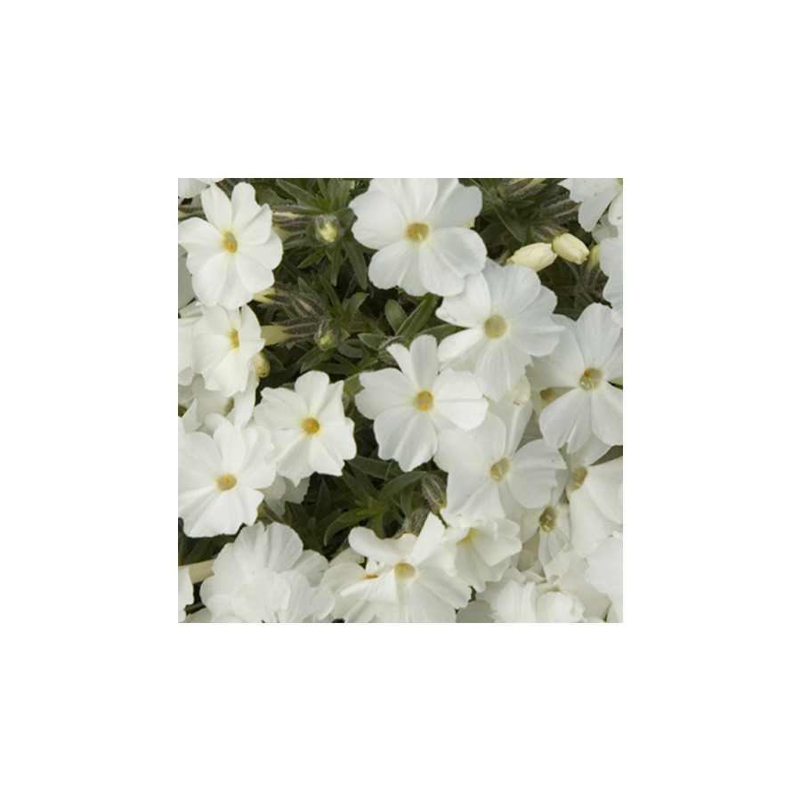 Plantes Vivaces PHLOX 'White Admiral' (Douglasii Group) - Phlox en vente - Pépinière Lepage .