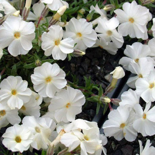 Plantes Vivaces PHLOX 'White Admiral' (Douglasii Group) - Phlox en vente - Pépinière Lepage .