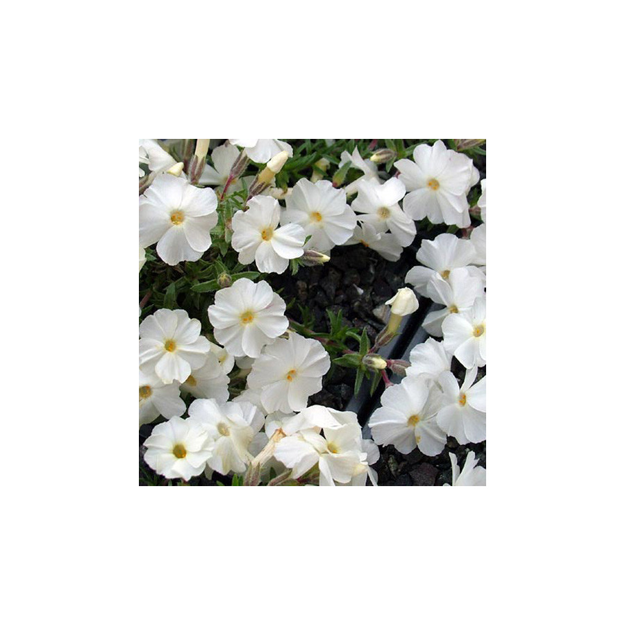 Plantes Vivaces PHLOX 'White Admiral' (Douglasii Group) - Phlox en vente - Pépinière Lepage .