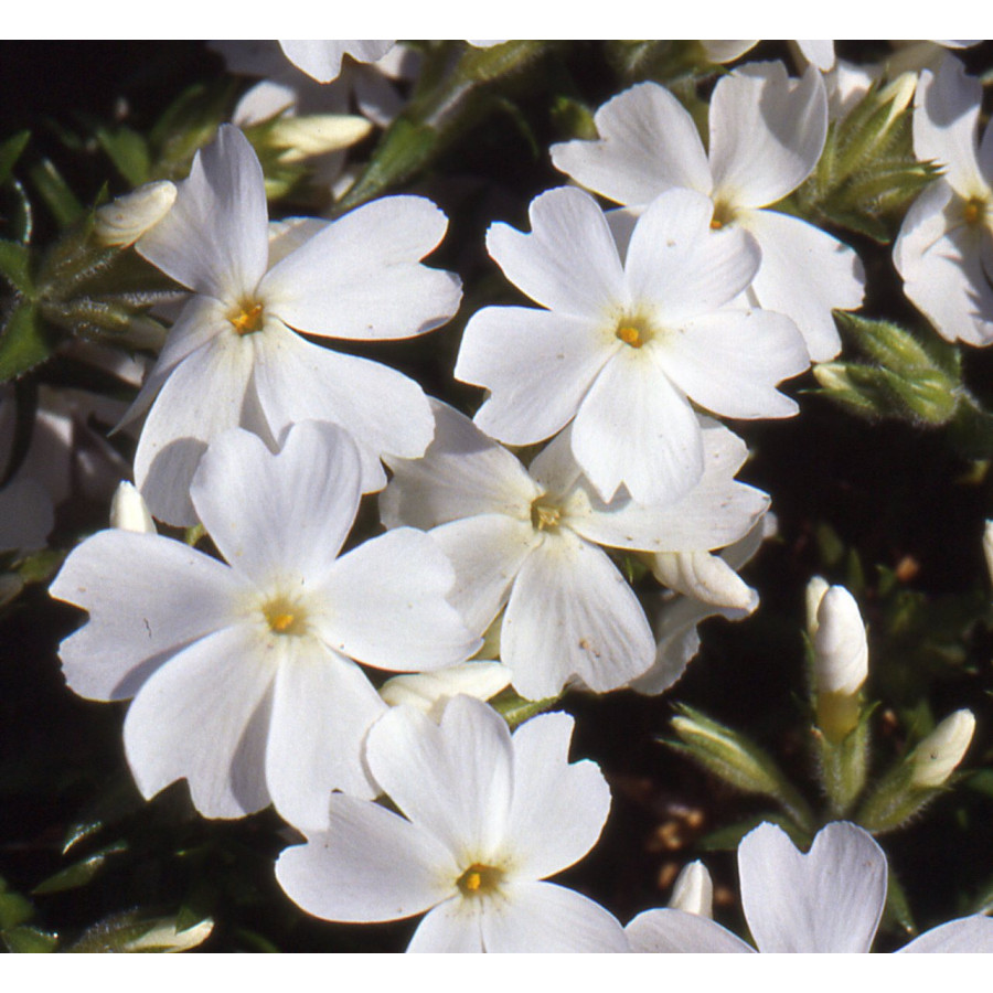 Plantes Vivaces PHLOX 'White Delight' (Subulata Group) - Phlox en vente - Phlox mousse en vente - Pépinière Lepage .