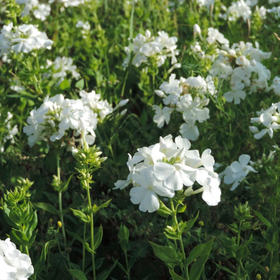 Plantes Vivaces PHLOX 'White Sparr' (Paniculata Group) - Phlox en vente - Phlox haut des jardins en vente - Pépinière Lepage .