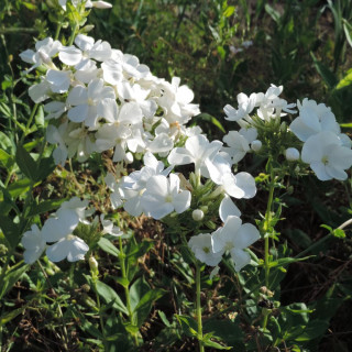 Plantes Vivaces PHLOX 'White Sparr' (Paniculata Group) - Phlox en vente - Phlox haut des jardins en vente - Pépinière Lepage .