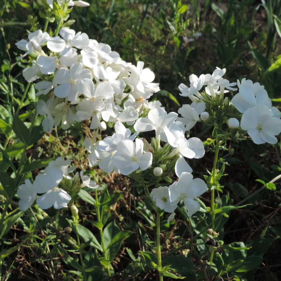 Plantes Vivaces PHLOX 'White Sparr' (Paniculata Group) - Phlox en vente - Phlox haut des jardins en vente - Pépinière Lepage .