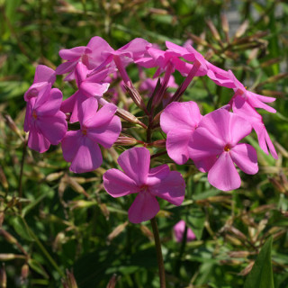 plantes-vivaces-phlox-carolina-bill-baker-phlox-en-vente-phlox-de-caroline-en-vente-pepiniere-lepage-