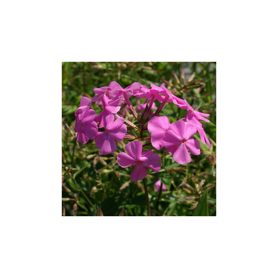 Plantes Vivaces PHLOX carolina 'Bill Baker' - Phlox en vente - Phlox de Caroline en vente - Pépinière Lepage .