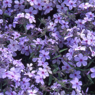 plantes-vivaces-phlox-divaricata-chattahoochee-phlox-en-vente-pepiniere-lepage-
