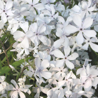plantes-vivaces-phlox-divaricata-may-breeze-phlox-en-vente-pepiniere-lepage-