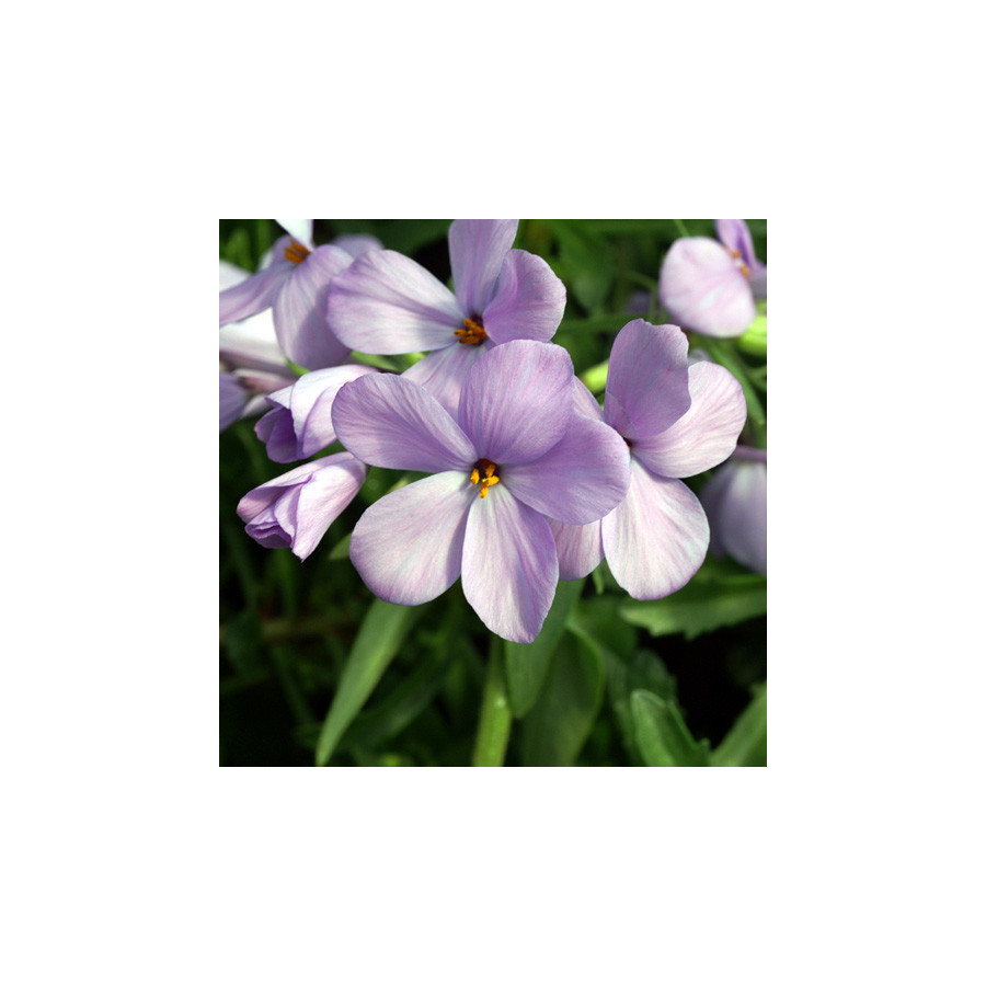 plantes-vivaces-phlox-stolonifera-blue-ridge-phlox-en-vente-pepiniere-lepage-