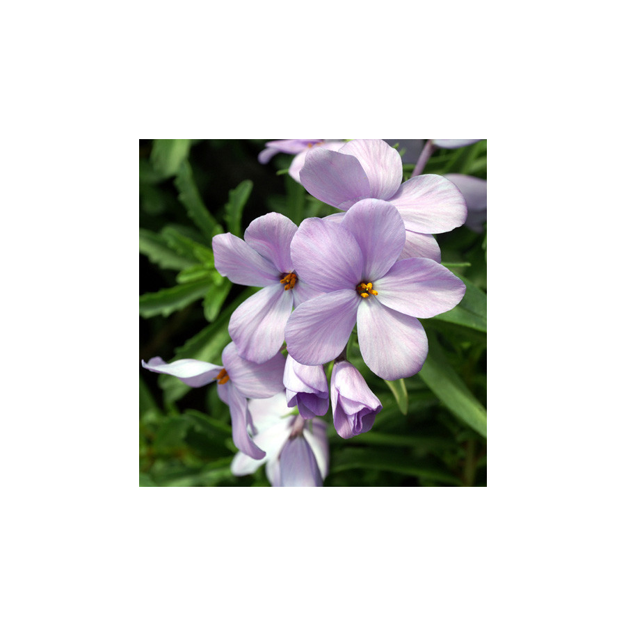 plantes-vivaces-phlox-stolonifera-blue-ridge-phlox-en-vente-pepiniere-lepage-