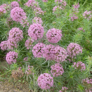 plantes-vivaces-phuopsis-stylosa-lilas-de-terre-en-vente-crucianelle-en-vente-pepiniere-lepage-