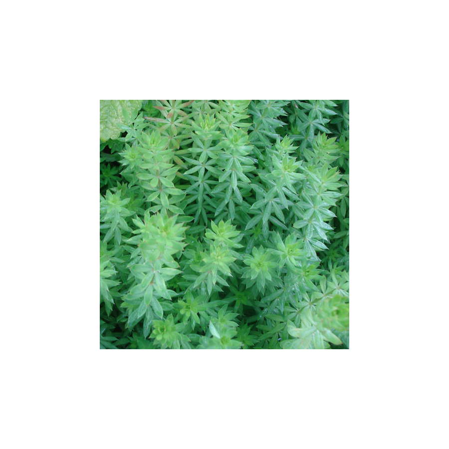 plantes-vivaces-phuopsis-stylosa-lilas-de-terre-en-vente-crucianelle-en-vente-pepiniere-lepage-