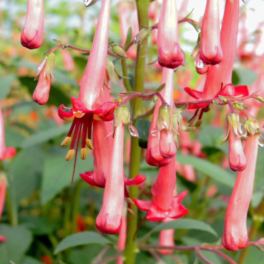Plantes Vivaces PHYGELIUS capensis - Fuchsia du Cap en vente - Pépinière Lepage .
