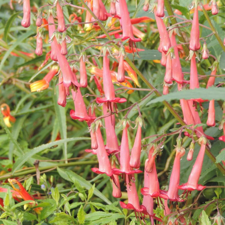 Plantes Vivaces PHYGELIUS capensis - Fuchsia du Cap en vente - Pépinière Lepage .