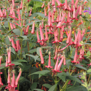 Plantes Vivaces PHYGELIUS capensis - Fuchsia du Cap en vente - Pépinière Lepage .