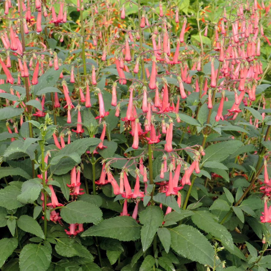 Plantes Vivaces PHYGELIUS capensis - Fuchsia du Cap en vente - Pépinière Lepage .